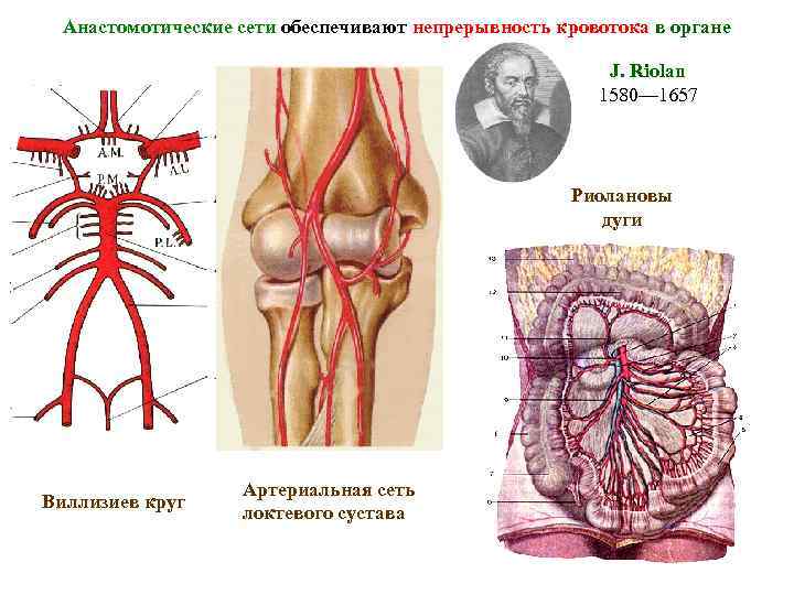 Локтевая артериальная сеть схема