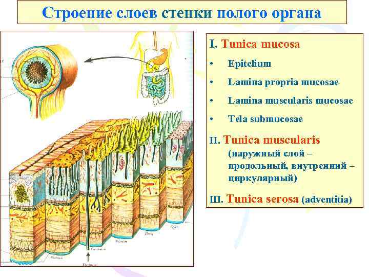 Строение слоев. Строение стенки полых внутренних органов. Строение стенки полого органа. Принцип строения полых органов. Слои стенки полого органа.