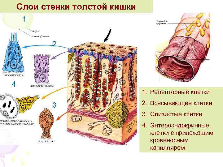 Слои стенки