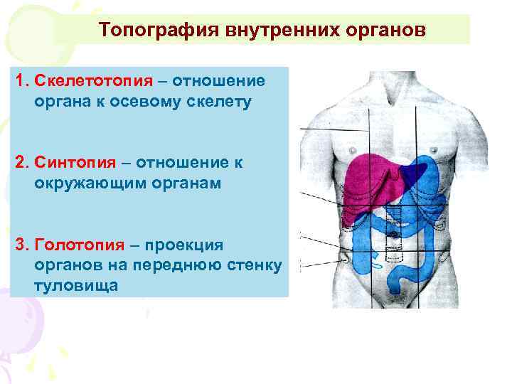 Синтопия скелетотопия