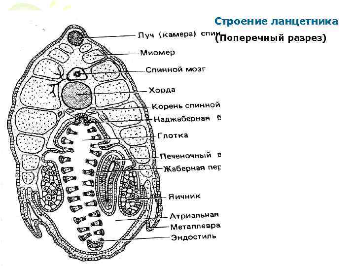 Поперечный разрез ланцетника. Строение ланцетника поперечный разрез. Поперечный разрез ланцетника в области жаберных щелей. Поперечный разрез ланцетника в области жаберного отдела препарат. Схема строения ланцетника поперечные срезы.