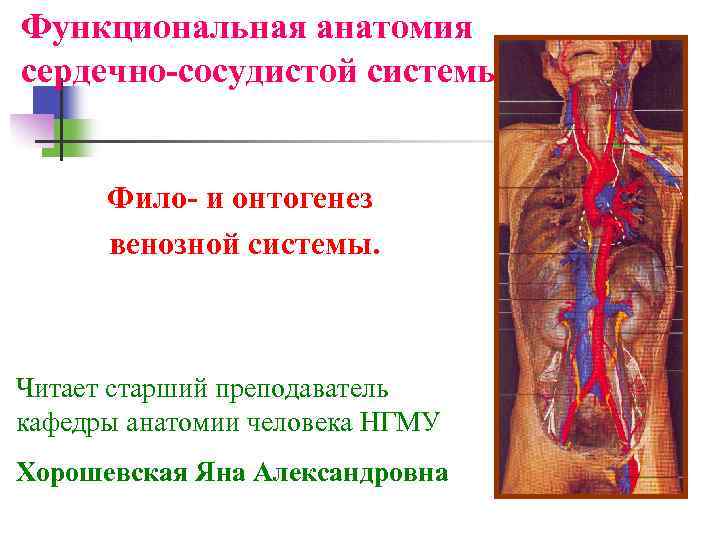 Функциональная анатомия сердечно-сосудистой системы Фило- и онтогенез венозной системы. Читает старший преподаватель кафедры анатомии