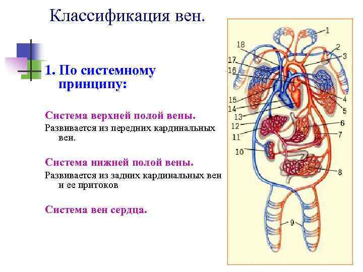 Классификация вен. 1. По системному принципу: Система верхней полой вены. Развивается из передних кардинальных