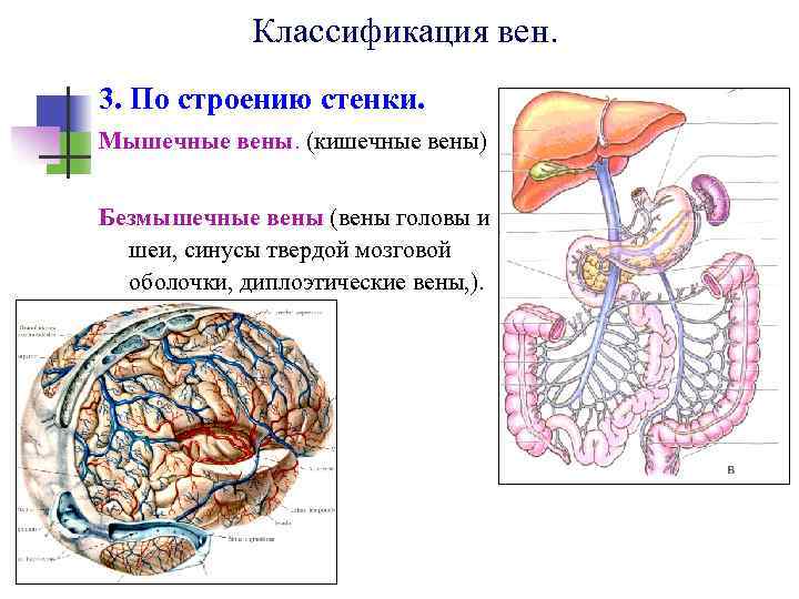 Классификация вен. 3. По строению стенки. Мышечные вены. (кишечные вены) Безмышечные вены (вены головы