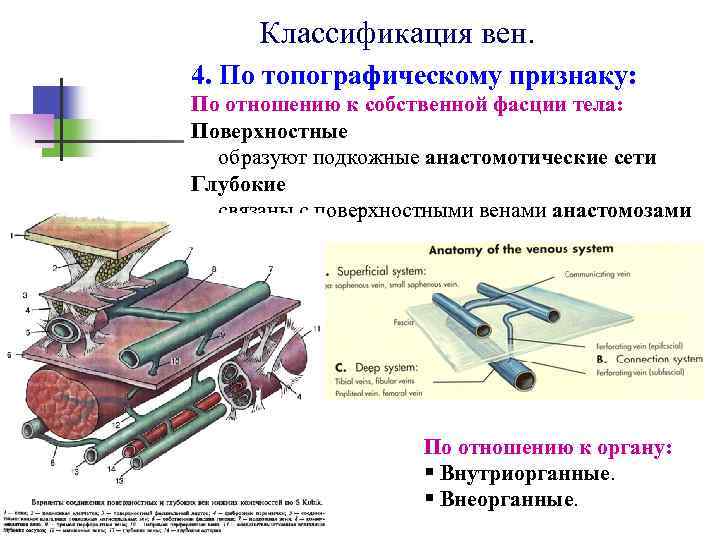 Классификация вен. 4. По топографическому признаку: По отношению к собственной фасции тела: Поверхностные образуют