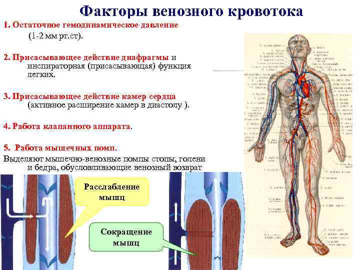 Факторы венозного кровотока 1. Остаточное гемодинамическое давление (1 -2 мм рт. ст). 2. Присасывающее