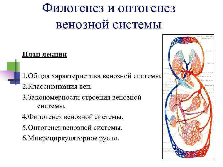 Филогенез и онтогенез венозной системы План лекции 1. Общая характеристика венозной системы. 2. Классификация