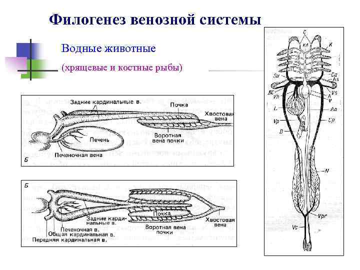 Филогенез систем. Кровеносная система костистых рыб. Фило и онтогенез лимфатической системы животных. Филогенез кровеносной системы рыб. Кровеносная система система костных рыб.