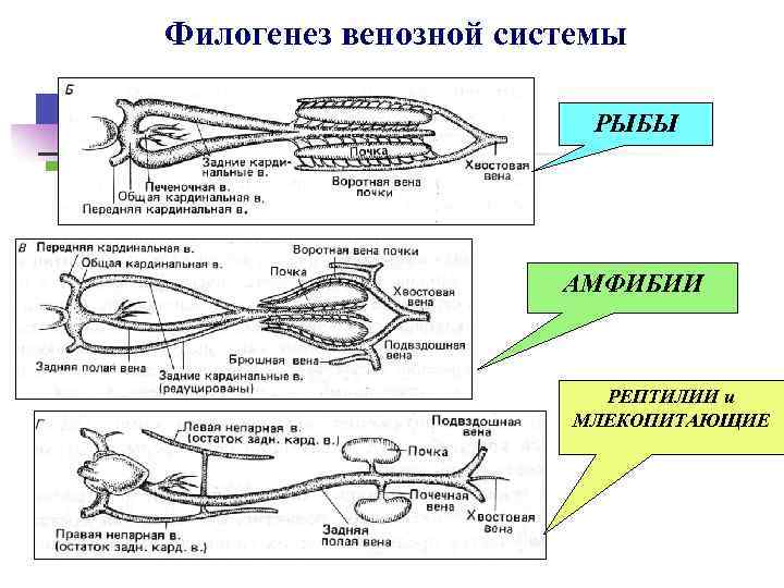 Филогенез венозной системы РЫБЫ АМФИБИИ РЕПТИЛИИ и МЛЕКОПИТАЮЩИЕ 