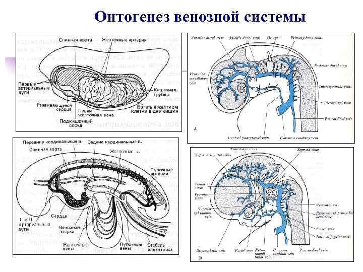 Онтогенез венозной системы 