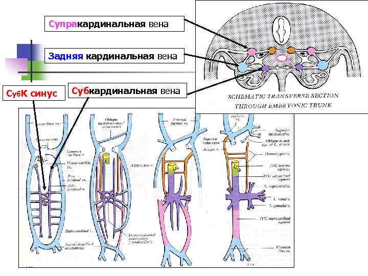 Схема вебера вены