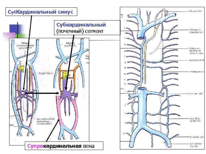 Суб. Кардинальный синус Субкардинальный (почечный) сегмент Супракардинальная вена 
