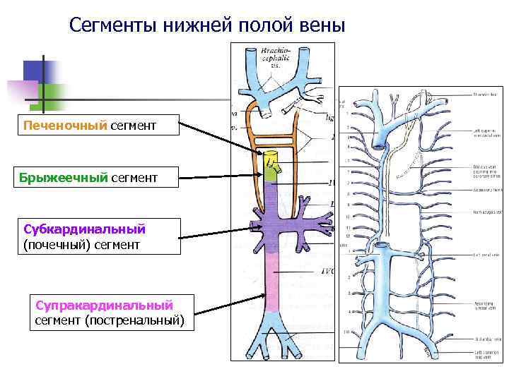 Нижняя полая вена печеночная вена. Система верхняя полая Вена анатомия. Отделы нижней полой вены анатомия. Система нижней полой вены анатомия. Печеночные вены анатомия нижняя полая.