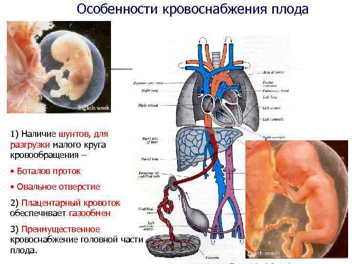 Особенности кровоснабжения плода 1) Наличие шунтов, для разгрузки малого круга кровообращения – • Боталов