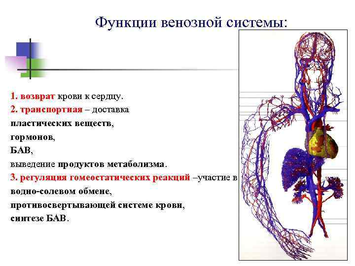 Функции венозной системы: 1. возврат крови к сердцу. 2. транспортная – доставка пластических веществ,