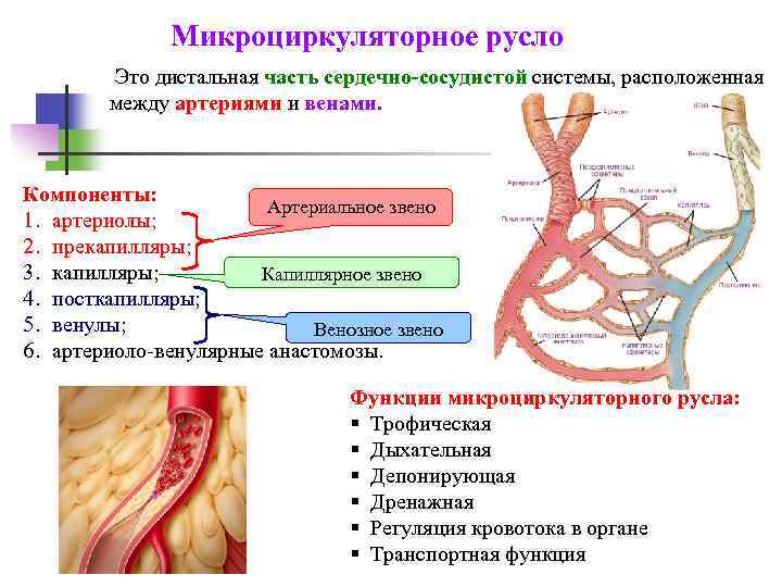 Сосудистая система человека образована сосудами трех. Сосуды микроциркуляторного русла схема. Схема микроциркуляторного русла кровообращения. Артериальное звено микроциркуляторного русла. Схема микроциркуляторного русла анатомия.