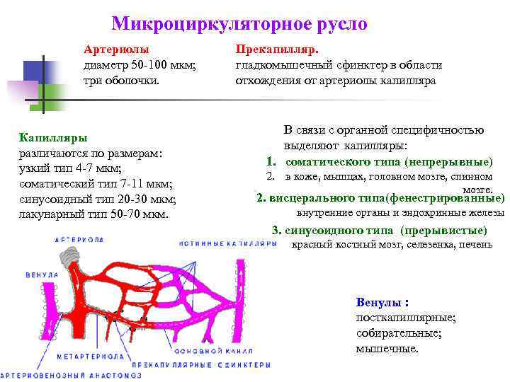 Микроциркуляторное русло Артериолы диаметр 50 -100 мкм; три оболочки. Капилляры различаются по размерам: узкий