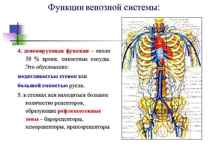 Функции венозной системы: 4. депонирующая функция – около 30 % крови, емкостные сосуды. Это