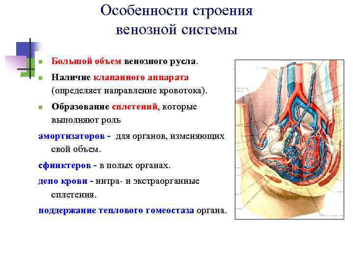 Особенности строения венозной системы n n n Большой объем венозного русла. Наличие клапанного аппарата