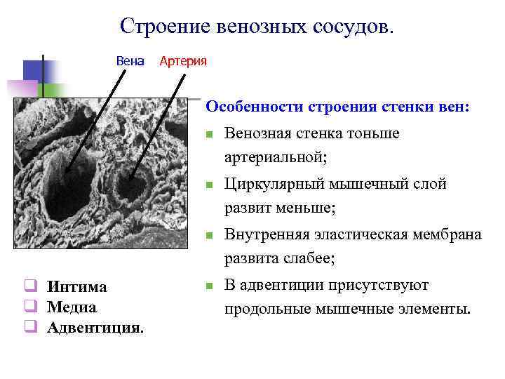 Особенность строения вены по сравнению с артерией. Строение венозных сосудов. Особенности строения стенки вен. Структура стенки венозного сосуда. Строение венозной стенки.