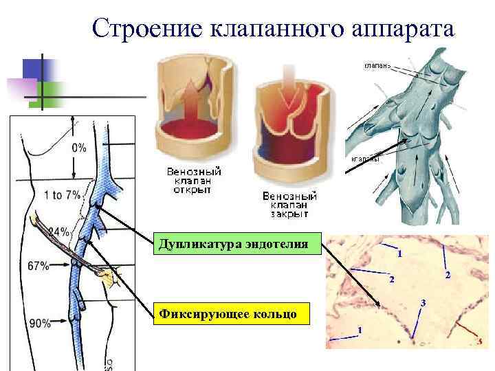 Строение клапанного аппарата Дупликатура эндотелия Фиксирующее кольцо 