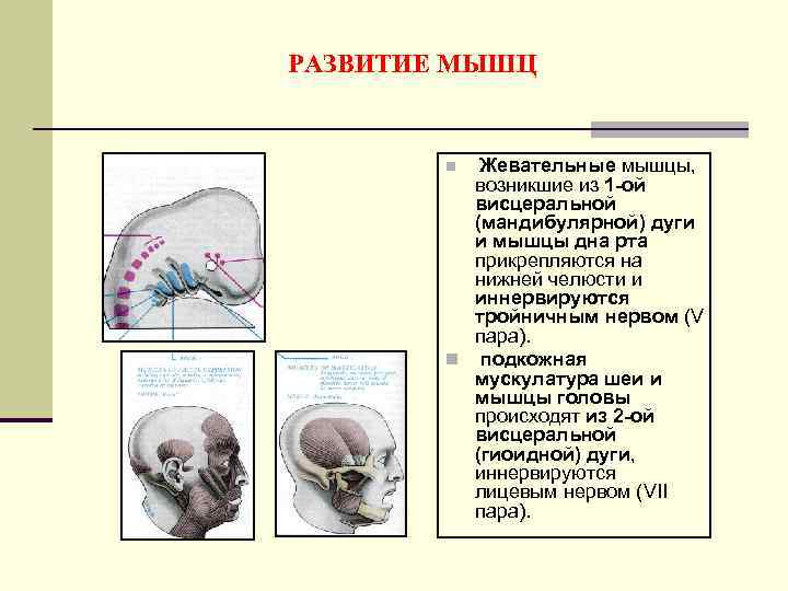 РАЗВИТИЕ МЫШЦ Жевательные мышцы, возникшие из 1 -ой висцеральной (мандибулярной) дуги и мышцы дна