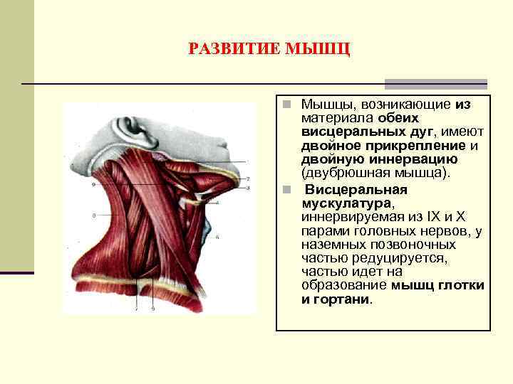 РАЗВИТИЕ МЫШЦ n Мышцы, возникающие из материала обеих висцеральных дуг, имеют двойное прикрепление и