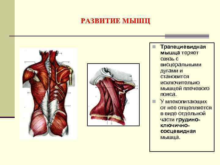 РАЗВИТИЕ МЫШЦ n Трапециевидная мышца теряет связь с висцеральными дугами и становится исключительно мышцей