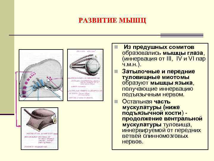 РАЗВИТИЕ МЫШЦ Из предушных сомитов образовались мышцы глаза, (иннервация от III, IV и VI