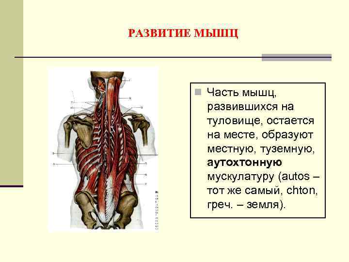 РАЗВИТИЕ МЫШЦ n Часть мышц, развившихся на туловище, остается на месте, образуют местную, туземную,