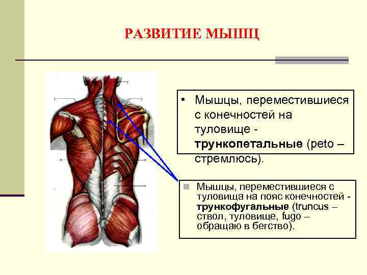 Карта дерматом неврология