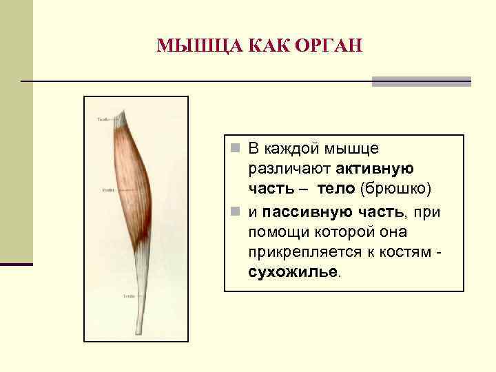 МЫШЦА КАК ОРГАН n В каждой мышце различают активную часть – тело (брюшко) n