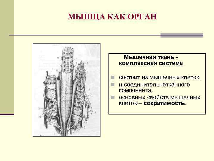МЫШЦА КАК ОРГАН Мышечная ткань комплексная система. n состоит из мышечных клеток, n и