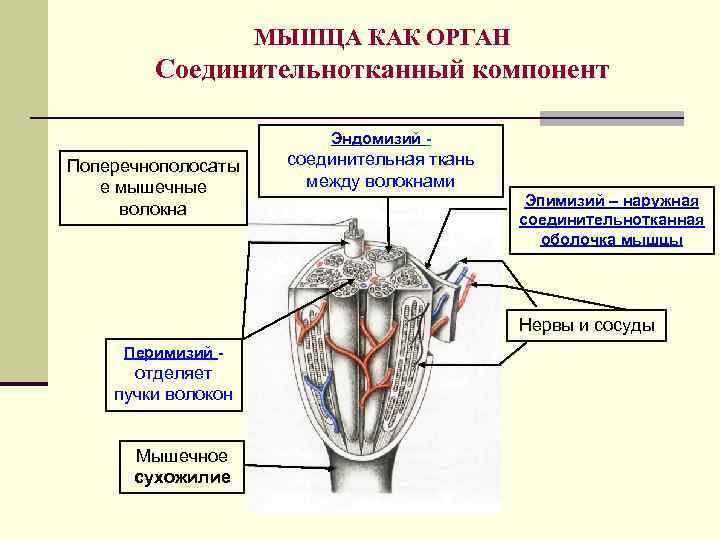 МЫШЦА КАК ОРГАН Соединительнотканный компонент Эндомизий - Поперечнополосаты е мышечные волокна соединительная ткань между