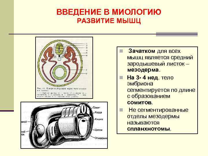ВВЕДЕНИЕ В МИОЛОГИЮ РАЗВИТИЕ МЫШЦ Зачатком для всех мышц является средний зародышевый листок –