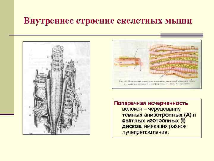 Какова природа поперечной исчерченности. Внутреннее строение скелетной мышцы. Строение поперечной исчерченности мышцы. Схема строения скелетного мышечного волокна, его исчерченности. Изотропный диск скелетного мышечного волокна образован.