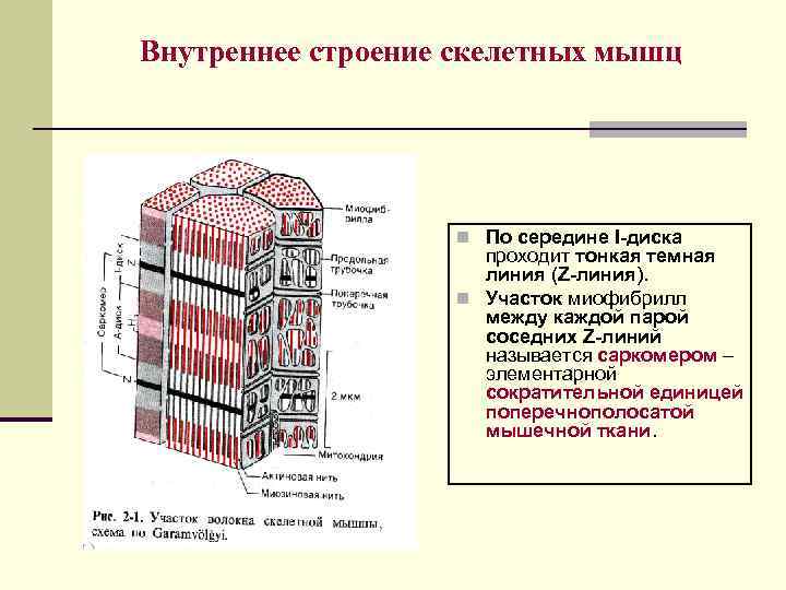 Внутреннее строение скелетных мышц n По середине I-диска проходит тонкая темная линия (Z-линия). n