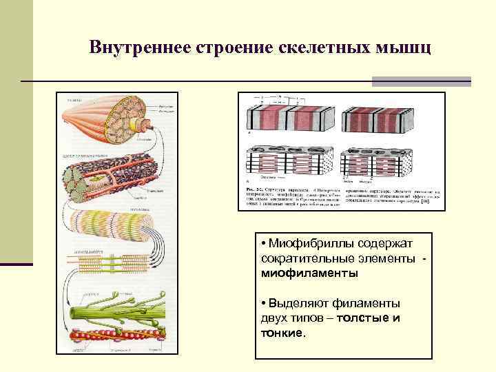Внутреннее строение скелетных мышц • Миофибриллы содержат сократительные элементы миофиламенты • Выделяют филаменты двух