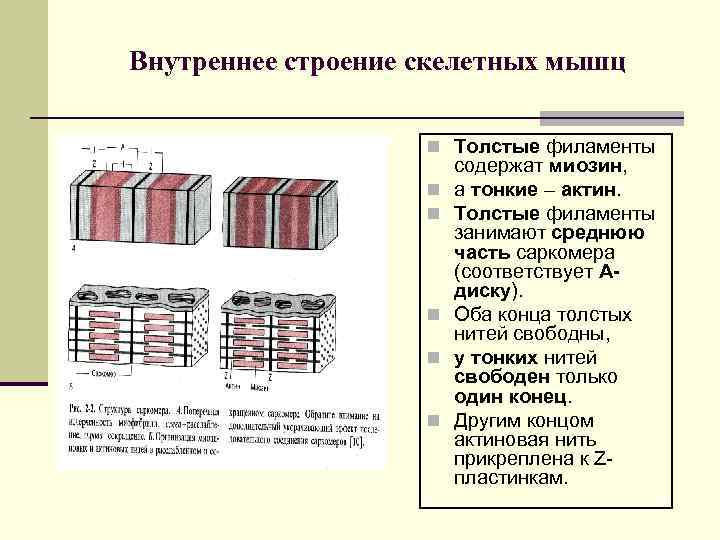 Внутреннее строение скелетных мышц n Толстые филаменты n n n содержат миозин, а тонкие