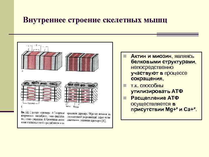 Внутреннее строение скелетных мышц n Актин и миозин, являясь белковыми структурами, непосредственно участвуют в