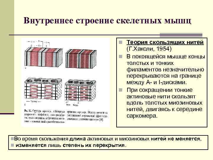 Внутреннее строение скелетных мышц n Теория скользящих нитей (Г. Хаксли, 1954) n В покоящейся
