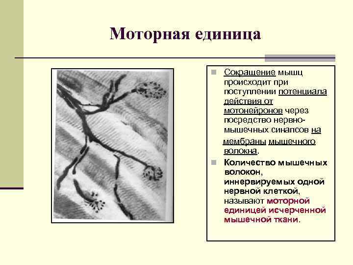 Моторная единица n Сокращение мышц происходит при поступлении потенциала действия от мотонейронов через посредство
