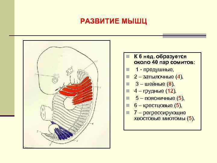 РАЗВИТИЕ МЫШЦ n К 6 нед. образуется n n n n около 40 пар
