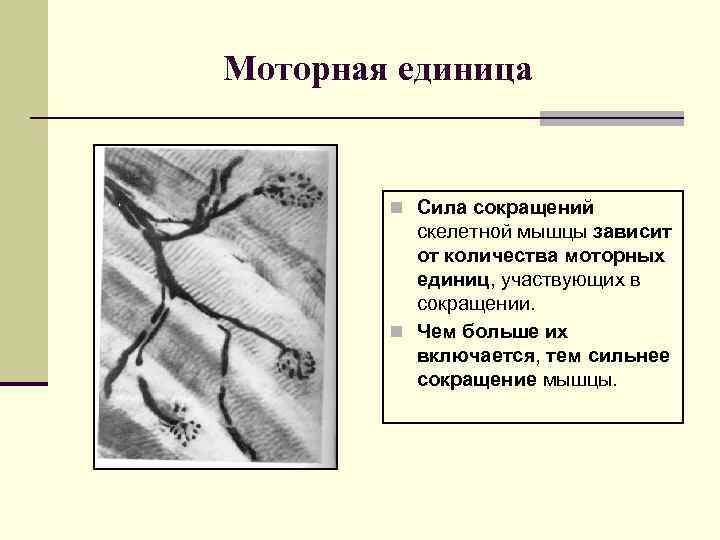 Моторная единица n Сила сокращений скелетной мышцы зависит от количества моторных единиц, участвующих в