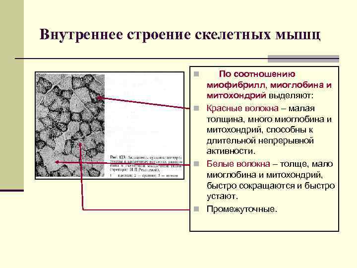 Внутреннее строение скелетных мышц По соотношению миофибрилл, миоглобина и митохондрий выделяют: n Красные волокна