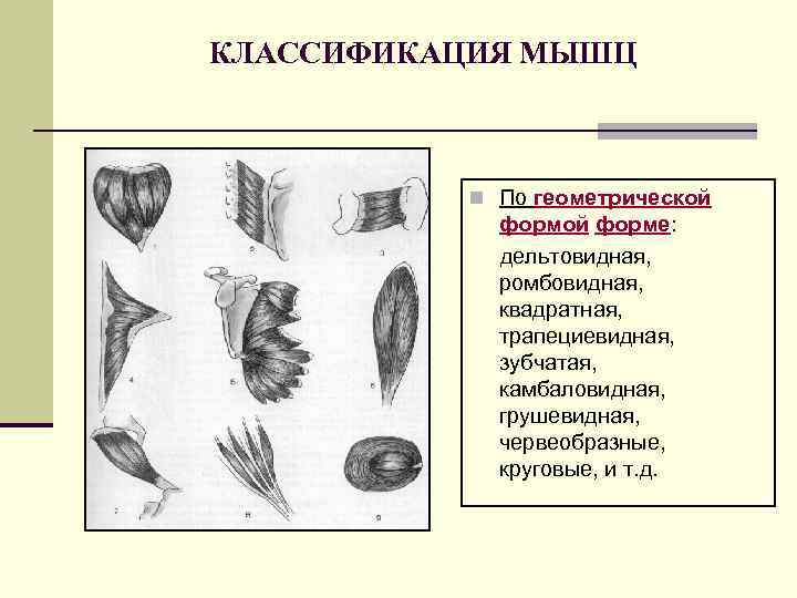 КЛАССИФИКАЦИЯ МЫШЦ n По геометрической форме: дельтовидная, ромбовидная, квадратная, трапециевидная, зубчатая, камбаловидная, грушевидная, червеобразные,