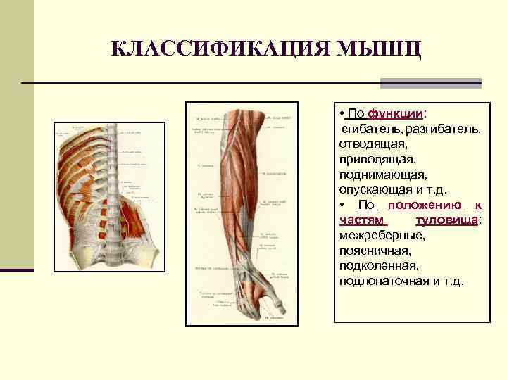 Классификация мышц человека