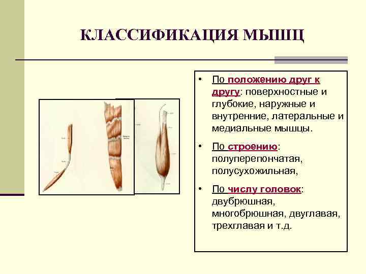 Классификация мышц