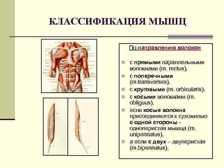 КЛАССИФИКАЦИЯ МЫШЦ По направлению волокон n с прямыми параллельными n n n волокнами (m.