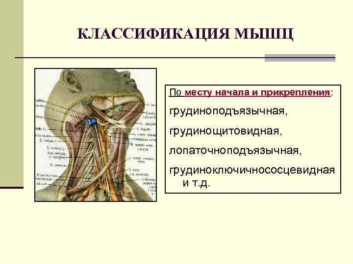КЛАССИФИКАЦИЯ МЫШЦ По месту начала и прикрепления: грудиноподъязычная, грудинощитовидная, лопаточноподъязычная, грудиноключичнососцевидная и т. д.
